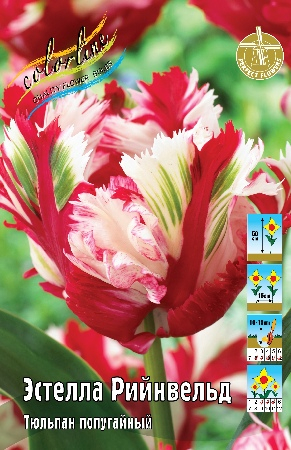 Тюльпан Эстелла Рийнвельд 1шт (КолЛайн) 3шт/уп