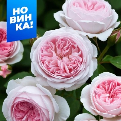 Роза Герцогиня Кристиана 1шт (Алтай) флорибунда 