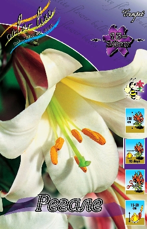 Лилия Регале 12/14 1шт (КолЛайн) 5шт/уп трубчатая