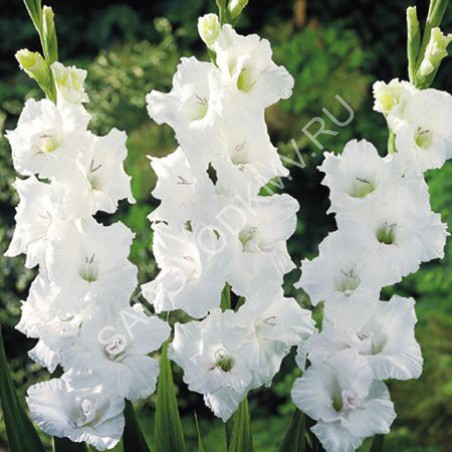Гладиолус Уайт Просперити 12/14 1шт (НК) 10шт/уп