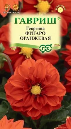 Георгина Фигаро оранжевая 7шт ц/п (Гавриш)