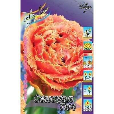 Тюльпан Сенсуал Тач 1шт (КолЛайн) 7шт/уп