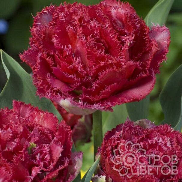 Тюльпан Белфорт 1шт (КолЛайн) 7шт/уп 