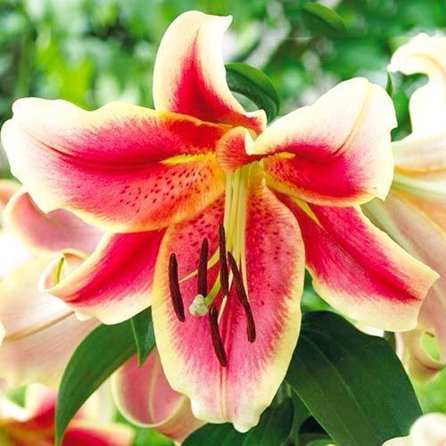 Лилия Холланд Бьюти 12/14 1шт (КолЛайн) 5шт/уп