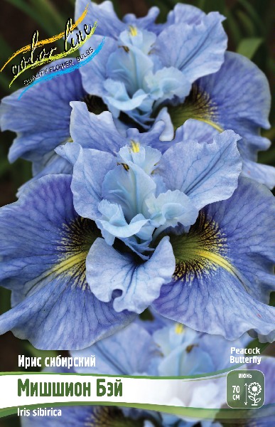 Ирис сибирский Мишшион Бэй 1шт (КолЛайн)