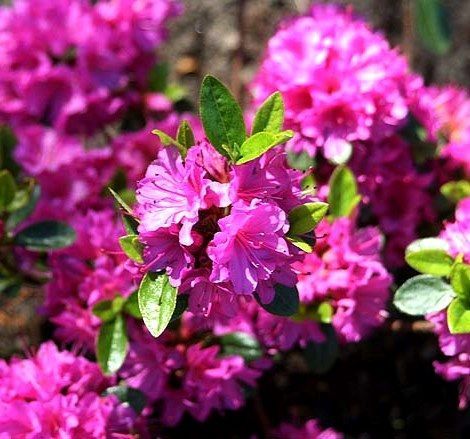 Азалия Гейша Пурпл 1шт (КолЛайн) японская