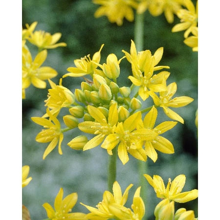 Лук декоративный Джанин 1шт (КолЛайн) 10шт/уп