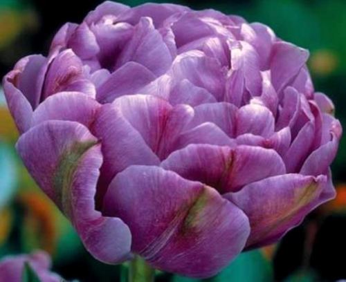 Тюльпан Лилак Перфекшн 11/12 1шт (Садовита) 8шт/уп