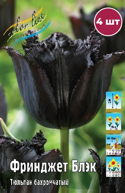 Тюльпан Фринджет Блэк 1шт (КолЛайн) 7шт/уп