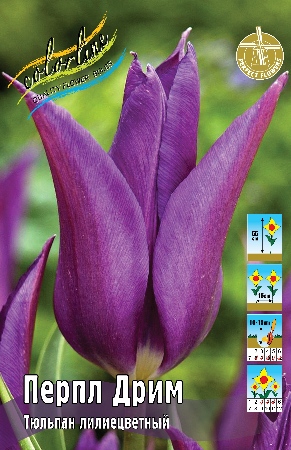Тюльпан Перпл Дрим 11/12 1шт (КолЛайн) 3шт/уп