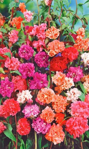 Кларкия Новогодняя гирлянда, смесь 0,05г ц/п (Уральская усадьба)