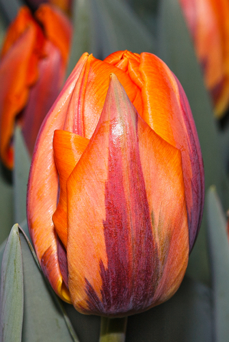 Тюльпан Принцесса Ирен 11/12 1шт (Садовита) 8шт/уп