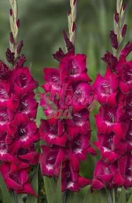 Гладиолус Бизет 12/14 1шт (НК) 6шт/уп