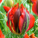 Тюльпан Голливуд Стар 1шт (КолЛайн) 8шт/уп