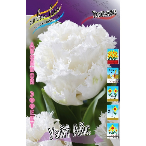 Тюльпан Уайт Айс 1шт (КолЛайн) 7шт/уп