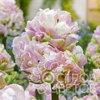 Тюльпан Блашинг Даймонд 1шт (КолЛайн) 5шт/уп