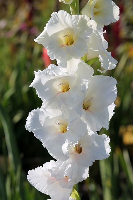 Гладиолус Уайт Просперити 12/14 1шт (КолЛайн ) 7шт/уп