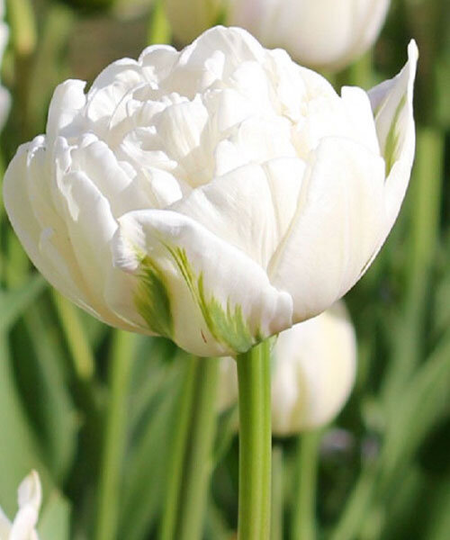 Тюльпан Уайт Херт 1шт (КолЛайн) 7шт/уп махровый