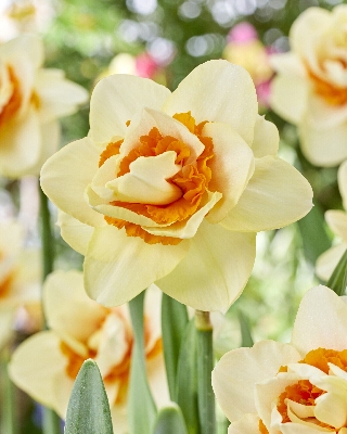 Нарцисс Романтик Парадиз 12/14 (КолЛайн) 5шт/уп