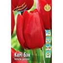 Тюльпан Кам-Бэк 1шт (КолЛайн) 8шт/уп