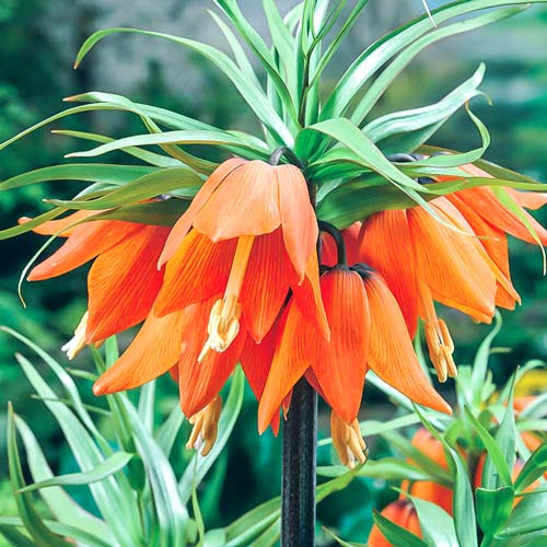 Фритиллярия Аврора 18/20 1шт (Садовита)