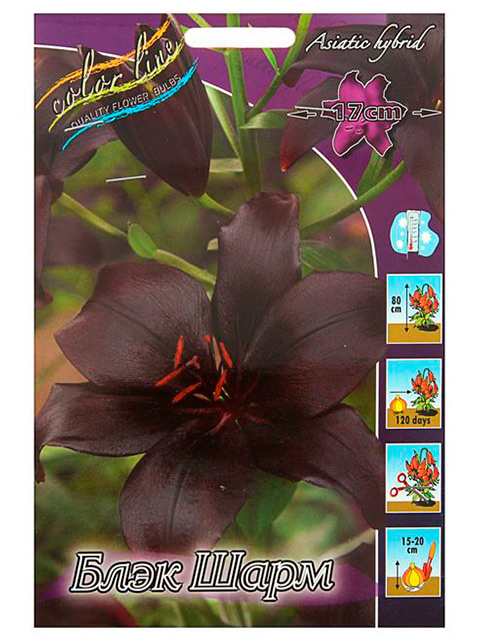 Лилия Блэк Шарм 12/14 1шт (КолЛайн) 2шт/уп