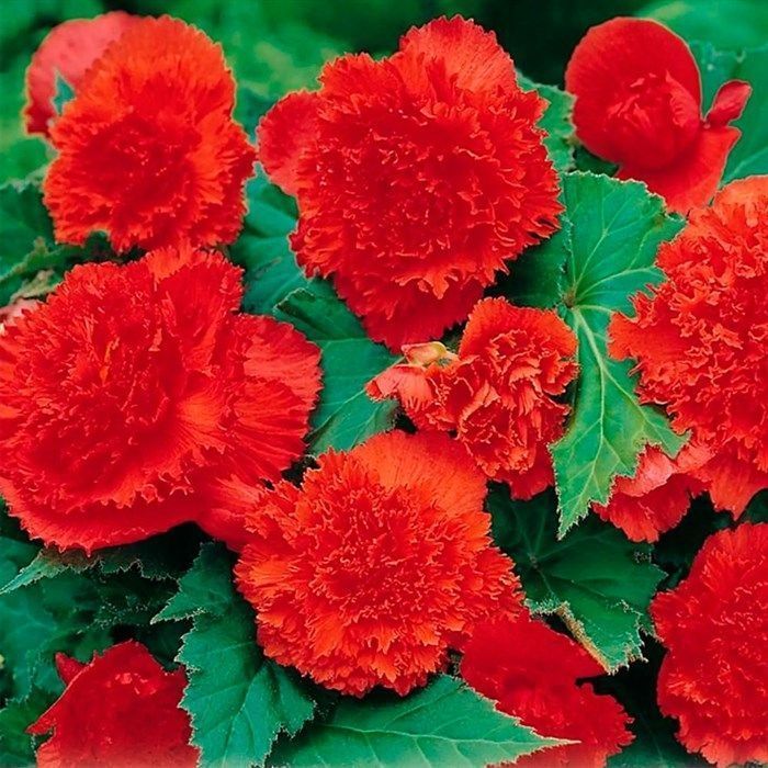 Бегония Бахромчатая Красная 5/6 1шт (Садовита) 3шт/уп