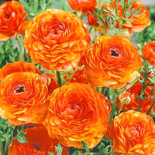 Ранункулюс Оранжевый 1шт (Садовита) 10шт/уп