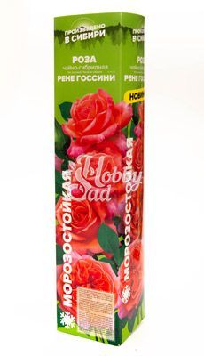Роза Рене Госсини 1шт (Алтай) чайно-гибридная