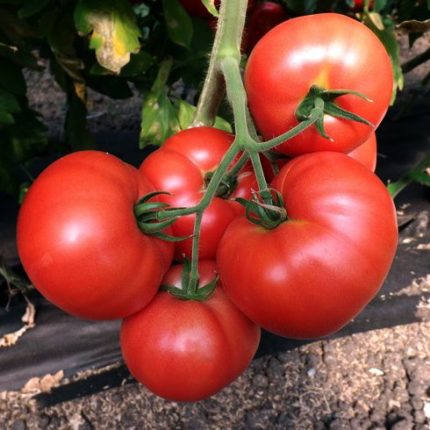 Томат Гном Вермилион F1 10шт (Григорьев)