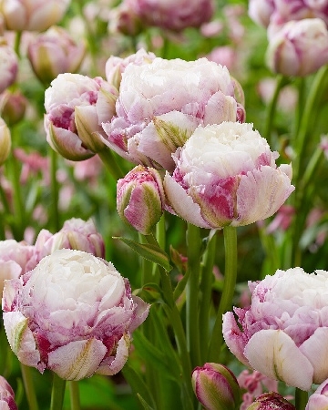 Тюльпан Дабл Сюрпрайз 1шт (КолЛайн) 5шт/уп