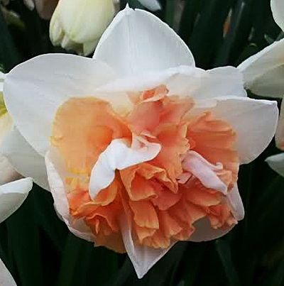 Нарцисс Май Стори 1шт (КолЛайн) 5шт/уп