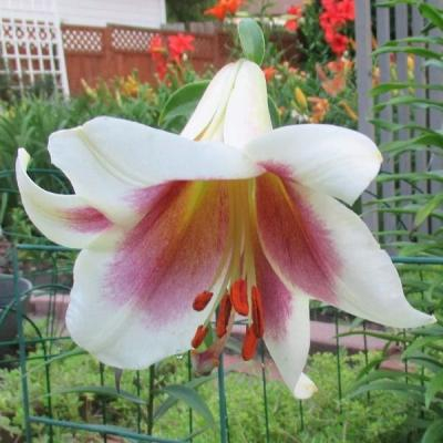 Лилия Пашшн Мун 1шт (КолЛайн)