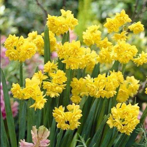 Нарцисс Голден Рейн 13/15 1шт (КолЛайн) 3шт/уп