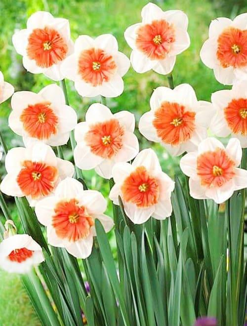 Нарцисс Риот 12/14 1шт (КолЛайн) 5шт/уп