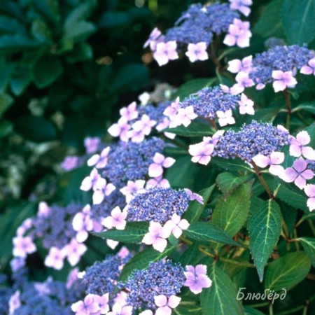 Гортензия Блюберд пильчатая 1шт (КолЛайн)