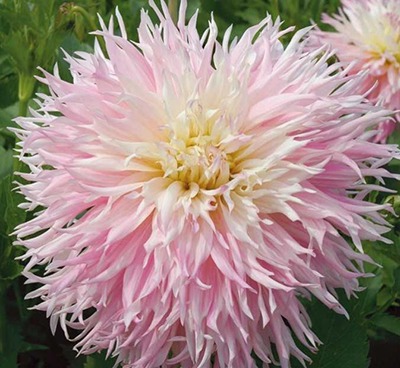 Георгина Надя Рут 1 шт (КолЛайн)