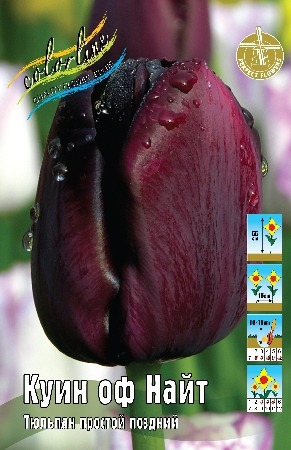 Тюльпан Куин оф Найт 1шт (КолЛайн) 7шт/уп