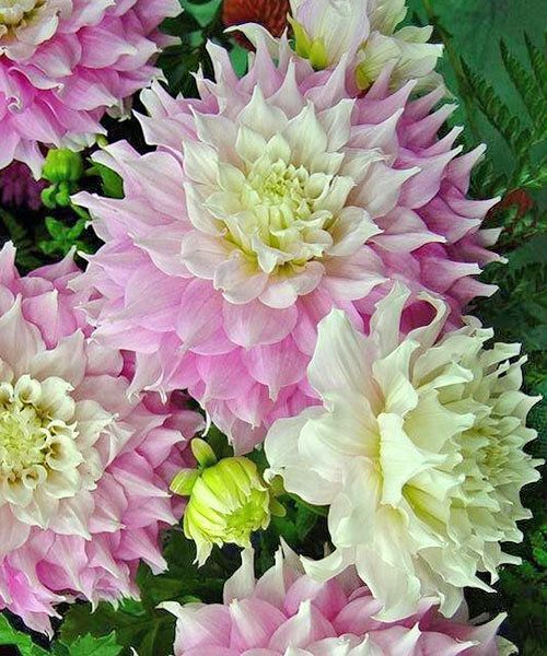 Георгина Хапет Перфекшн 1шт (КолЛайн)