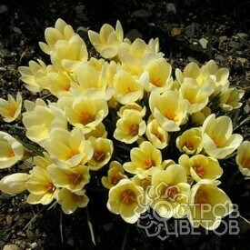 Крокус Романс 5/7 1шт (Садовита) 5шт/уп