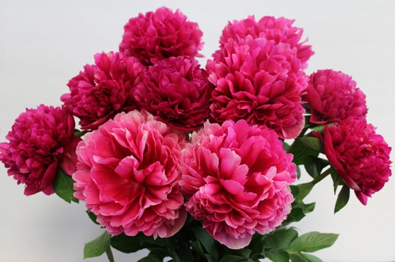 Пион Авис Варнер 1шт (КолЛайн)