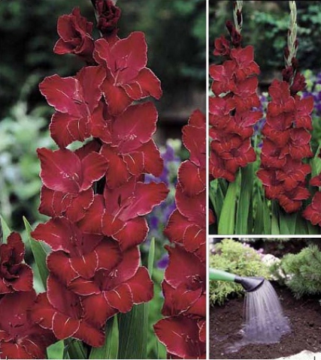 Гладиолус Баккара 12/14 1шт (НК) 10шт/уп