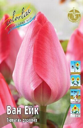 Тюльпан Ван Ейк 12/+ 1шт (КолЛайн) 10шт/уп