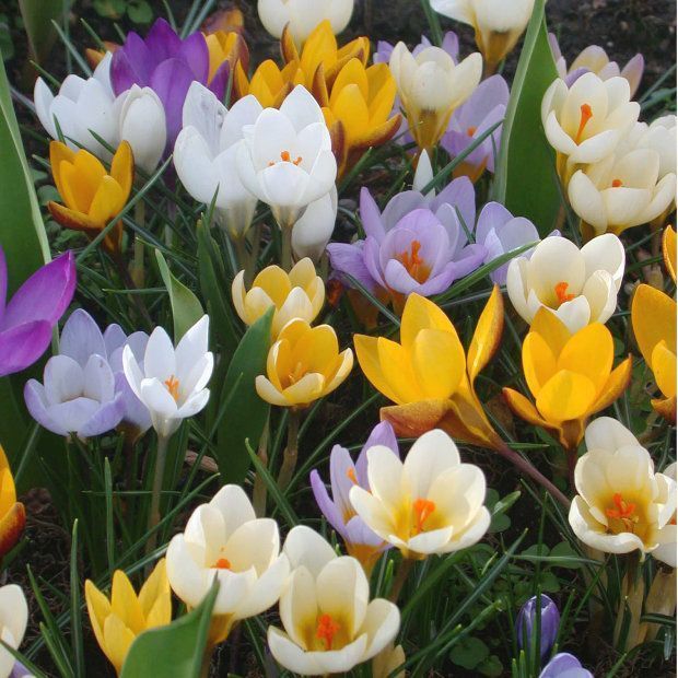 Крокус Смесь Ботанических сортов 1шт (КолЛайн) 10шт/уп