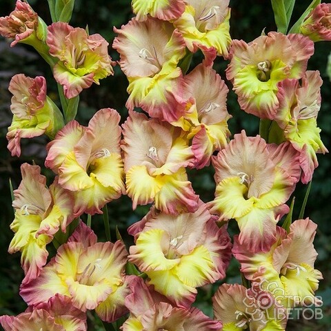 Гладиолус Воларе Фриззл 10/12 1шт (КолЛайн) 8шт/уп