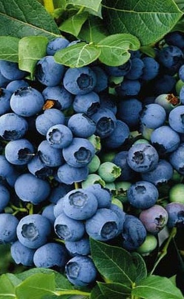 Голубика Чиппева 1шт (КолЛайн)