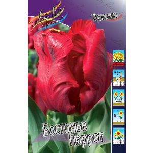 Тюльпан Бастонье Пэррот 1шт (КолЛайн) 8шт/уп