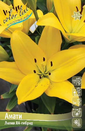 Лилия Амати 12/14 1шт (КолЛайн) 7шт/уп