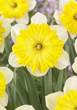 Нарцисс Диннерплейт 12/14 1шт (КолЛайн) 3 шт/уп	