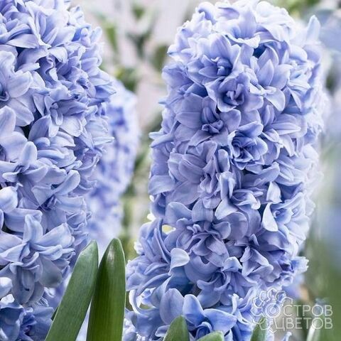 Гиацинт Блю Танго 14/15 1шт (КолЛайн) 3шт/уп